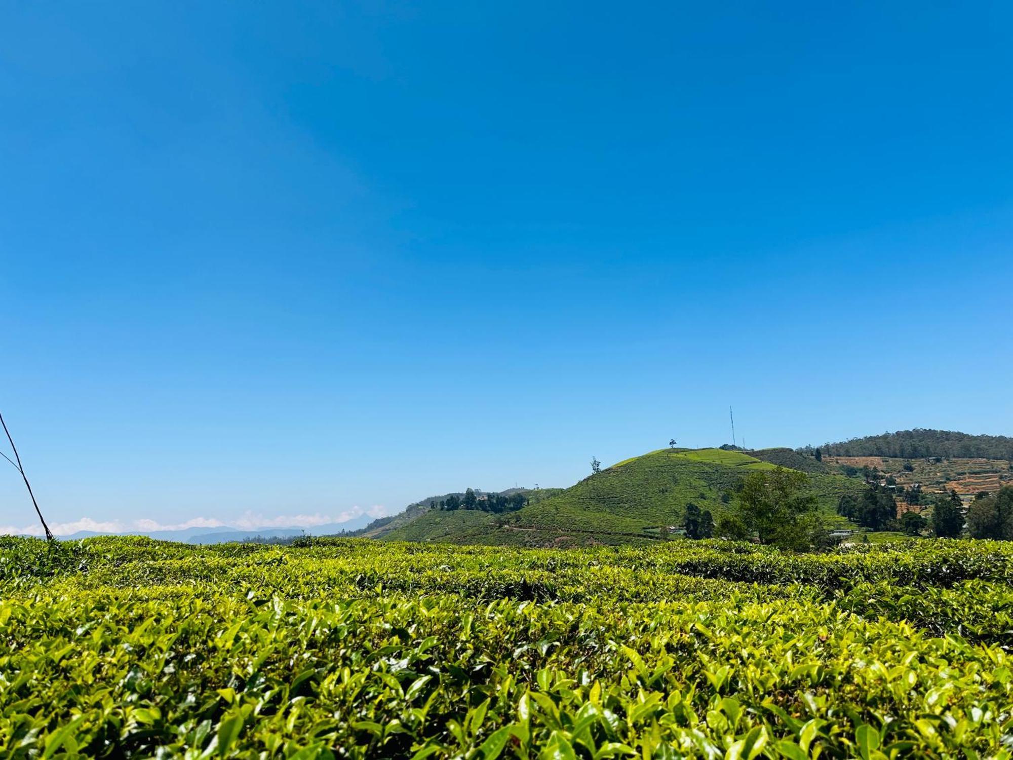 Cabin 7000 Feet Nuwaraeliya Nuwara Eliya Exterior foto